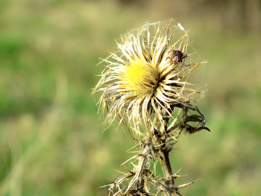 蜜蜂在草原上的干花朵里图片