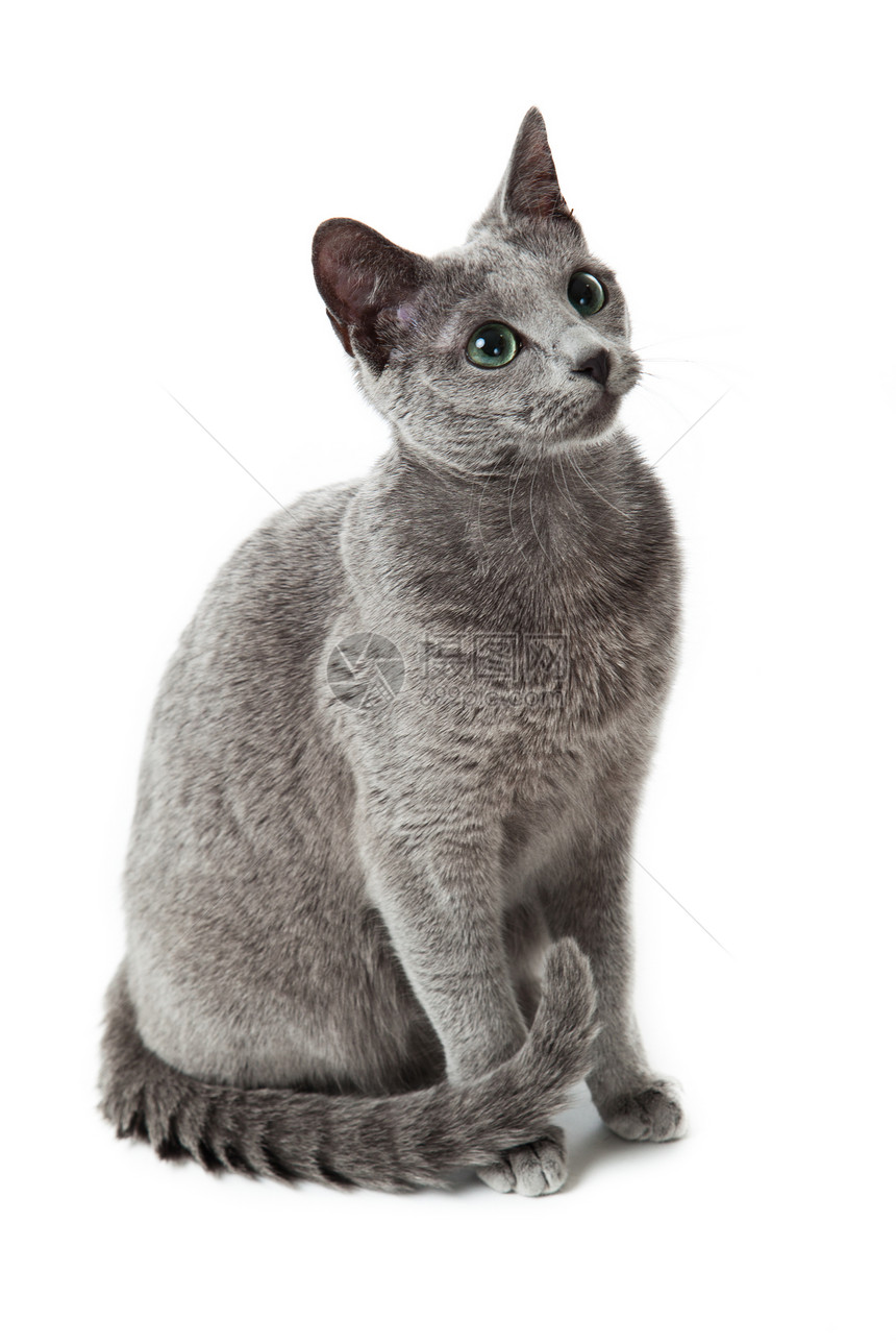 俄罗斯蓝猫在白色胡须小猫兴趣鬼脸动物猫咪惊吓蓝色跳跃毛皮图片