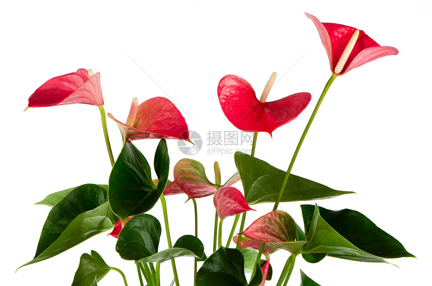 美丽的Anthedesia植物棕色陶器制品园艺植物学红色房子植物群生长图片