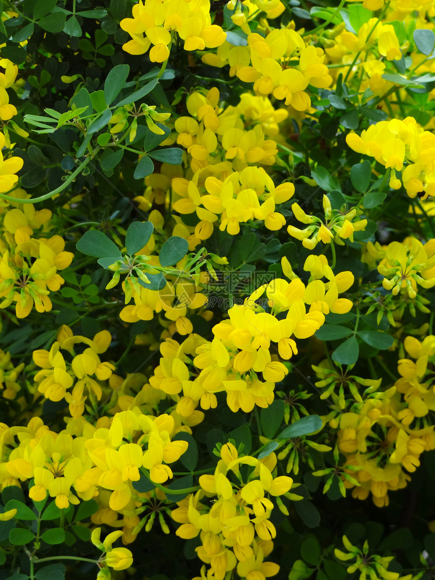 格拉乌卡遗传花瓣生长基因衬套植物花园黄色图片