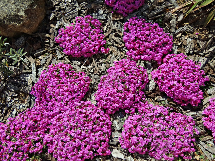 粉色闪光簇绒紫色叶子植物花园花瓣图片