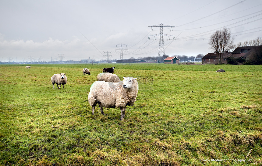 荷兰农场的绵羊哺乳动物场地天气建筑天空乡村多云牧场村庄图片