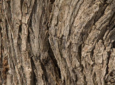破碎的老柳树皮纹理裂缝皮肤树干环境荒野森林崎岖墙纸木头风化背景图片