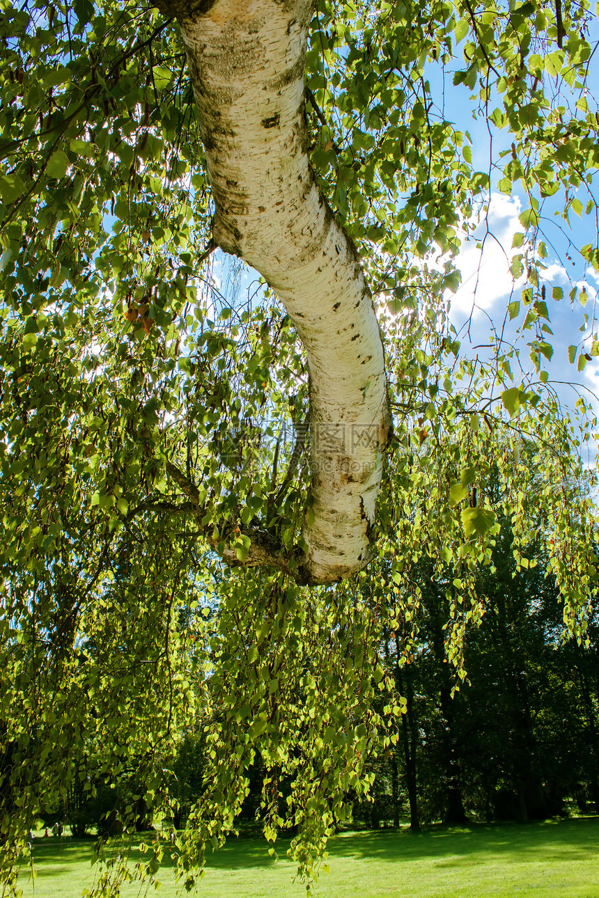 春蓝的天空下 有叶子的树枝图片