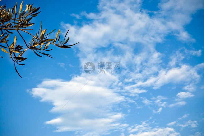 橄榄叶子曲线农业植被日光植物群食物植物绿色天空图片
