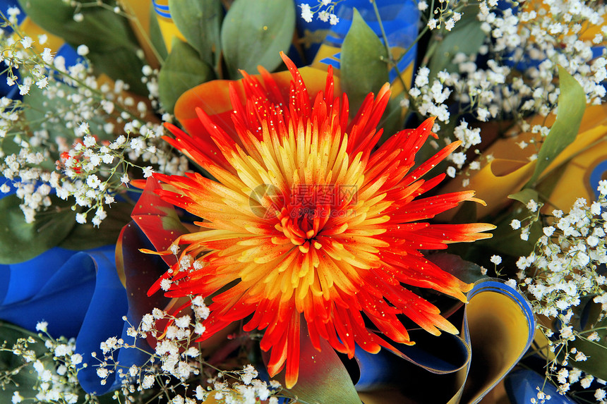 白底带绿叶子的红红鲜花文化花束收藏植物学蓝色宏观礼物橙子生长活力图片