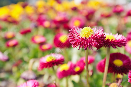 美丽的雏菊黄色植物花园草地杂色红色季节性花瓣季节背景图片