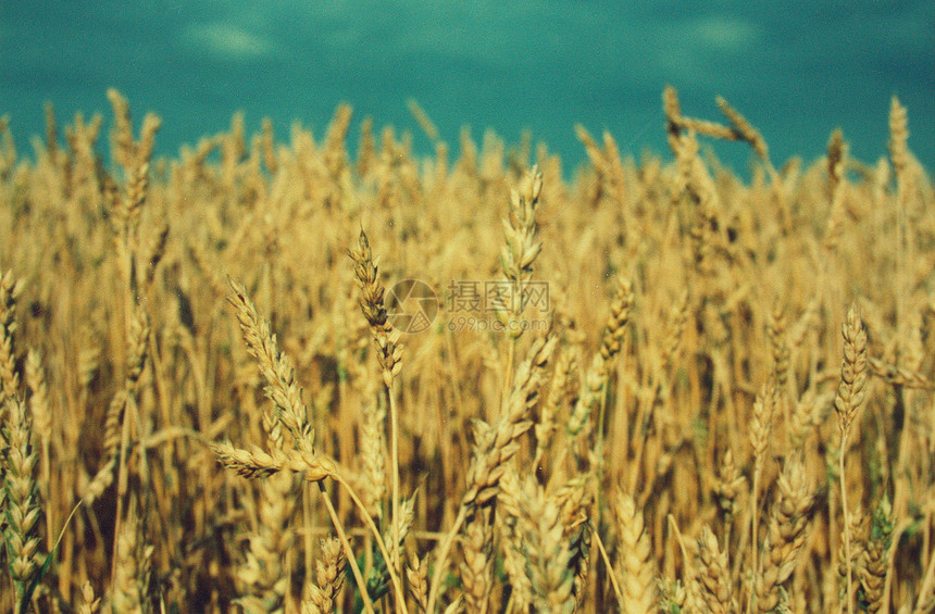 特写小麦麦田蓝天黄金黄色农业水平食物图片