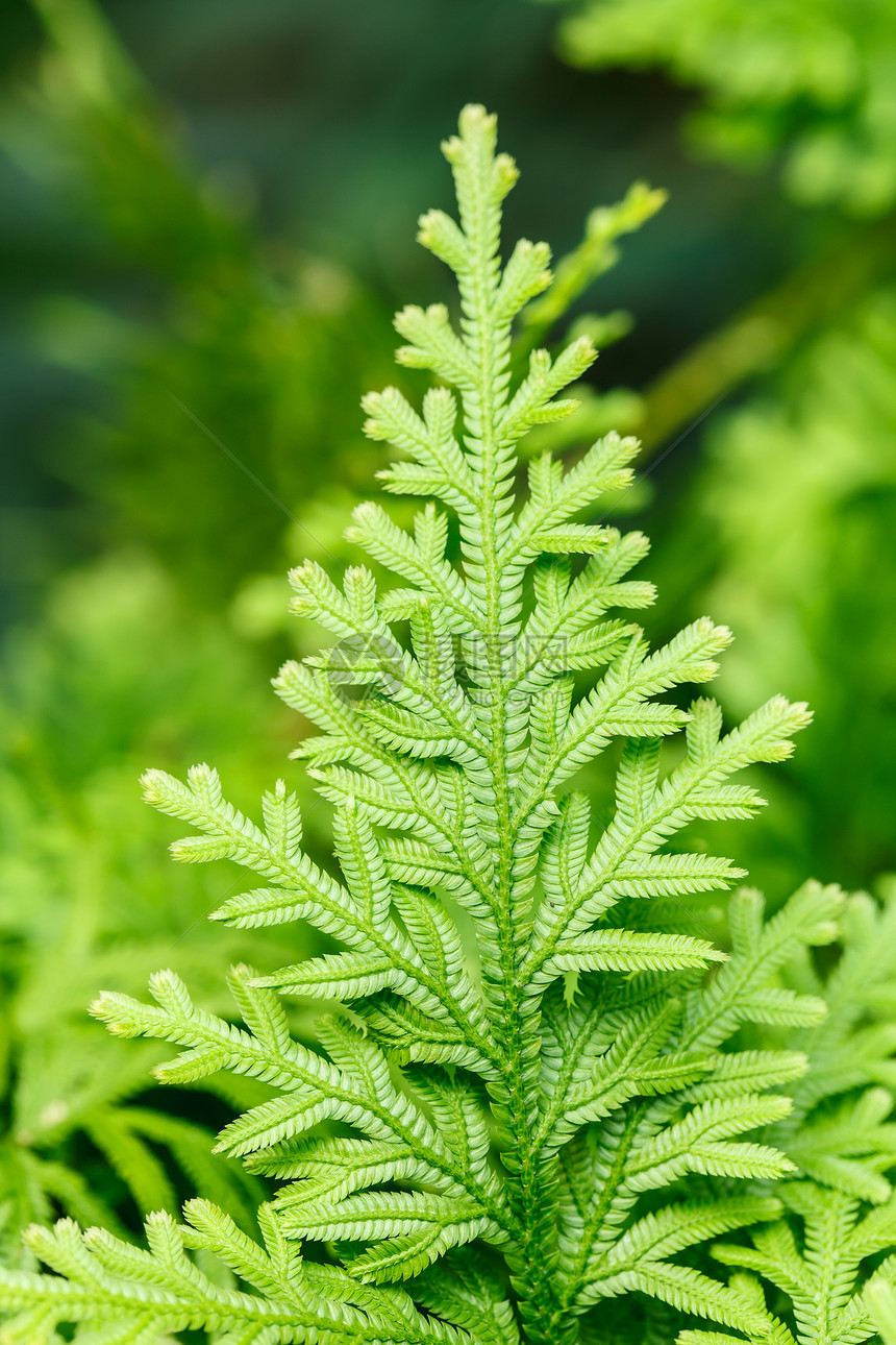 生长的绿红芽公园木头植物植物群生态花园情调墙纸热带异国图片