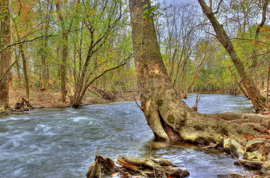 在穆斯卡内松河上 有棵弯曲的树图片
