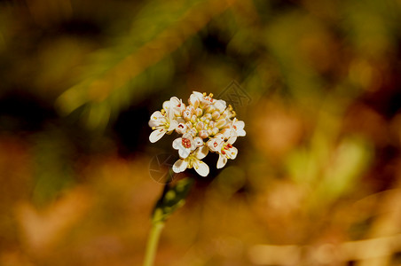 鲜花森林阳光背景图片