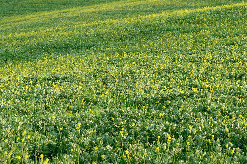 土库曼斯坦全景风景农场日落农村场景山坡草地植物地平线图片