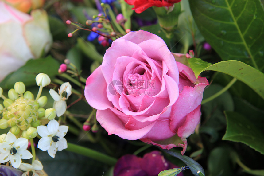 单粉色玫瑰花纸牌玫瑰花朵植物花店花束绿色花瓣单人植物群图片