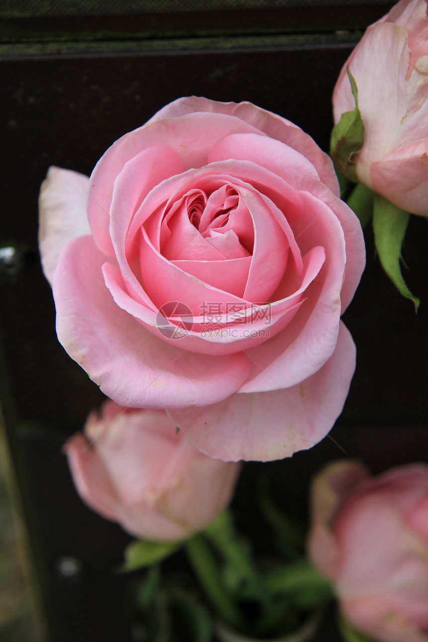 单粉色玫瑰花植物植物群花店绿色玫瑰花瓣单人纸牌花束花朵图片