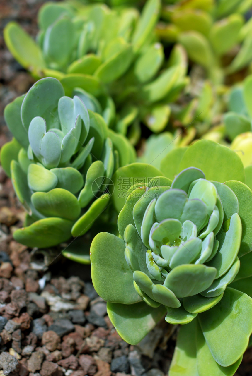 活性植物绿色异国植物群情调植物学沙漠肉质树叶图片