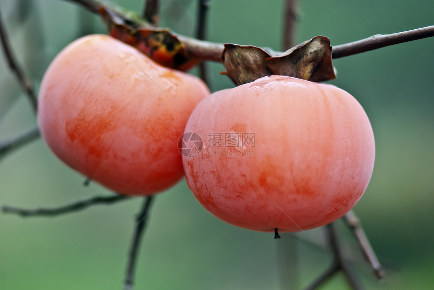 Persimmon 双环西蒙水果浆果红色黄色橙子植物季节农业乌木图片