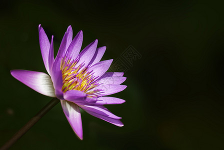 水百里花园紫色池塘花朵水生植物背景图片
