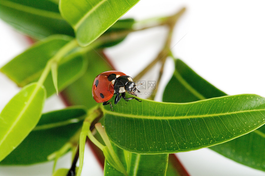 绿叶中的Ladybug异色瓢虫绿色橙子动物颜色宏观昆虫红色图片