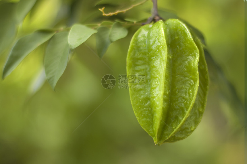 卡兰波拉栽培绿色热带水果食物图片