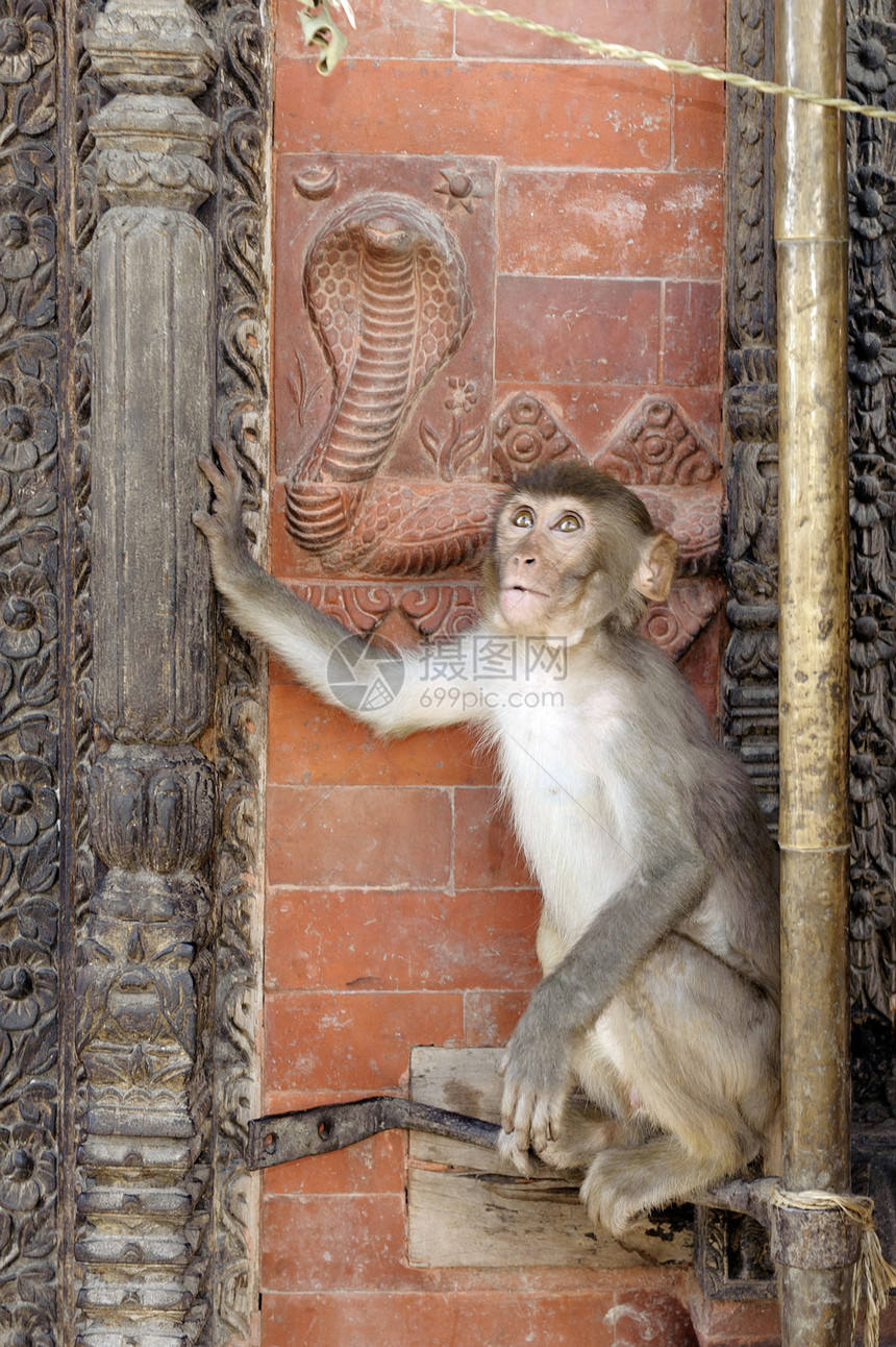 猴子看着蛇的松动图片