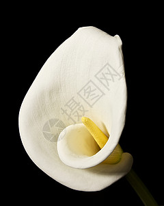 卡拉莉莉白色百合美术卷曲植物黄色背景图片