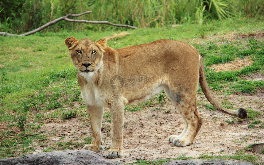 狮子狮座速度捕食者动物园幼兽动物毛皮鬃毛棕色女性哺乳动物图片