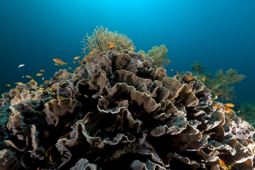 红海的大象耳珊瑚大象情调植物热带海洋蓝色场景射线天堂盐水生活图片