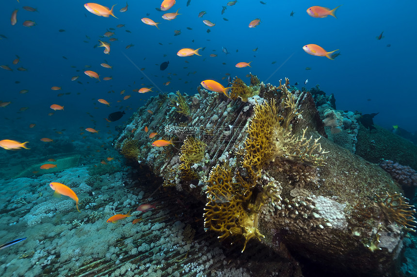 红海约兰达号的残骸和货物热带海洋破坏情调射线天堂太阳光潜水浴缸盐水图片