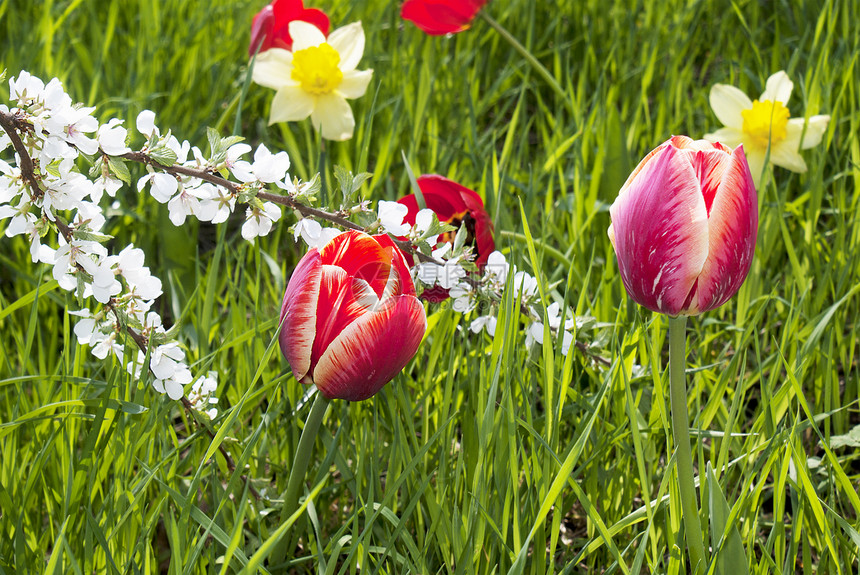 绿草地上的春郁金树植物绿色晴天草地场地团体郁金香叶子白色粉色图片