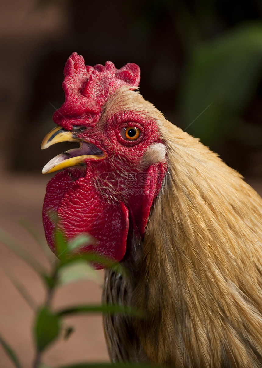 公鸡红色眼睛羽毛乡村农场母鸡男性动物家禽图片