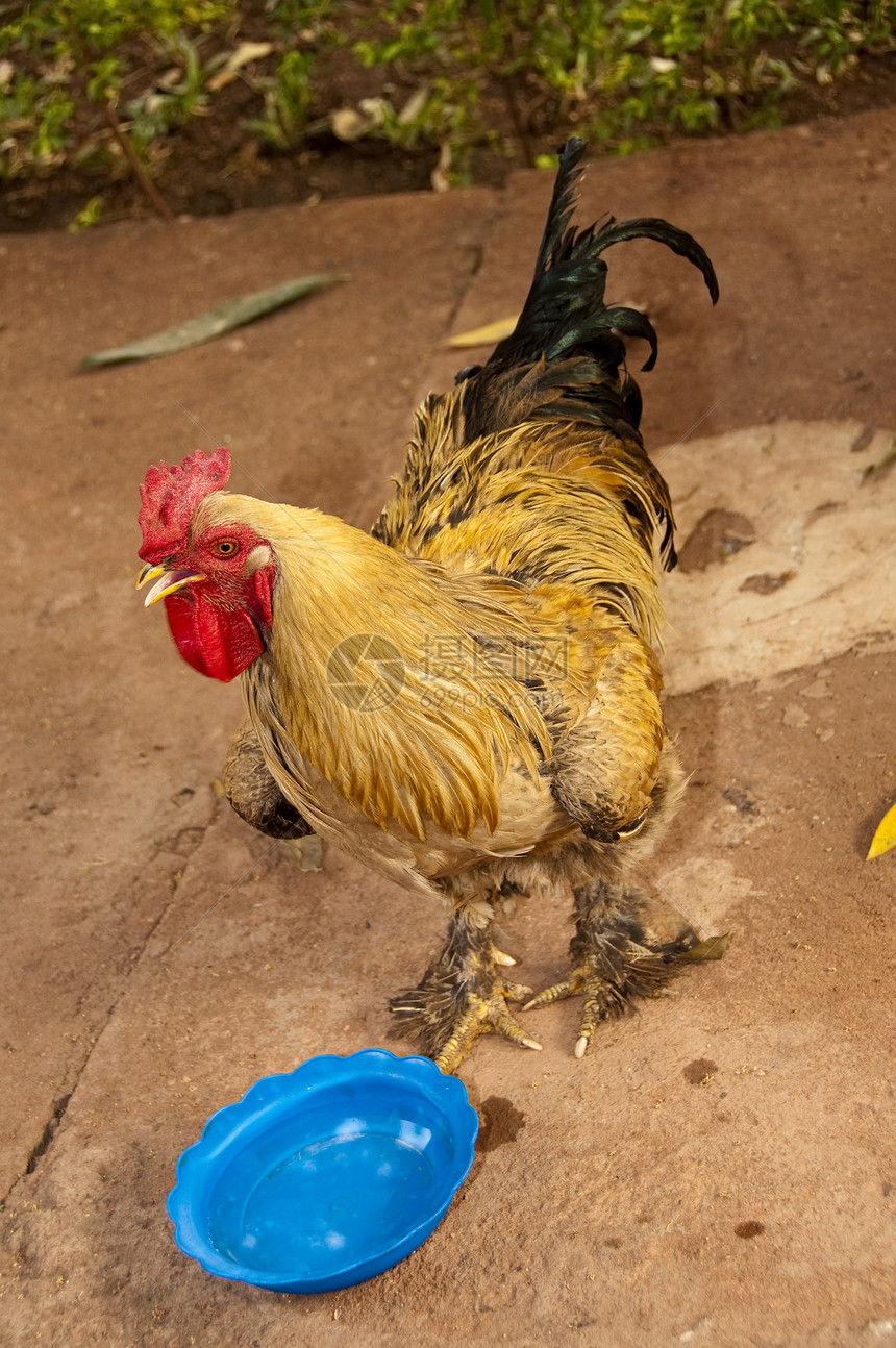 公鸡动物乡村农场家禽羽毛男性母鸡眼睛红色图片