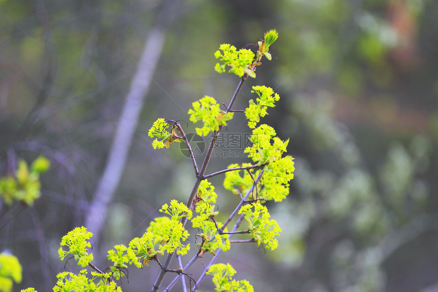 春叶植物绿色时间季节树叶图片