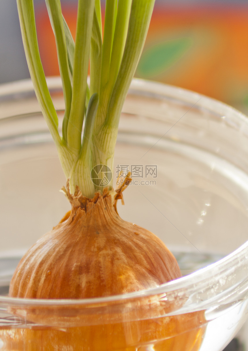 花白色黑色蜂窝生长花园洋葱紫色活动蜜蜂昆虫图片