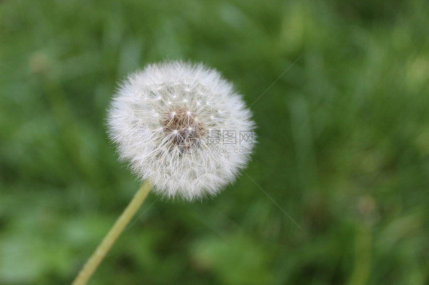 花层生活孢子雌蕊宏观自由草本植物飞行植物学种子季节图片