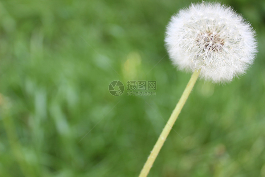 绿色的花草雌蕊植物学生活摄影生长自由植物孢子脆弱性季节图片