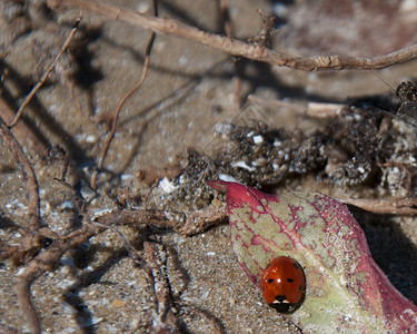 草叶上的虫海滩红色叶子绿色背景图片