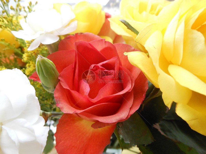 红黄白玫瑰花朵图片