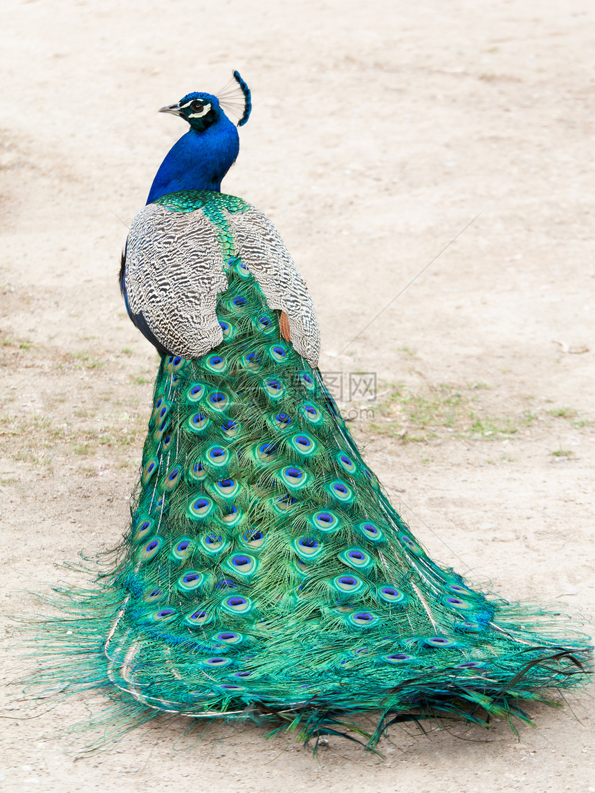 孔雀蓝色简介绿色羽毛眼睛男性尾巴斑点动物动物群图片