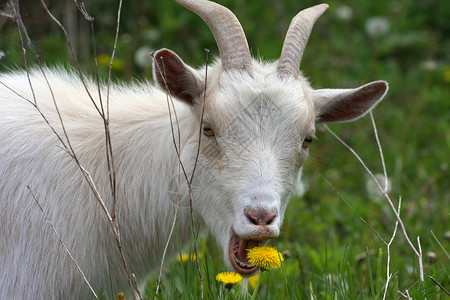 山羊年轻微型山羊库存宠物历史性白色家畜哺乳动物野生动物背景