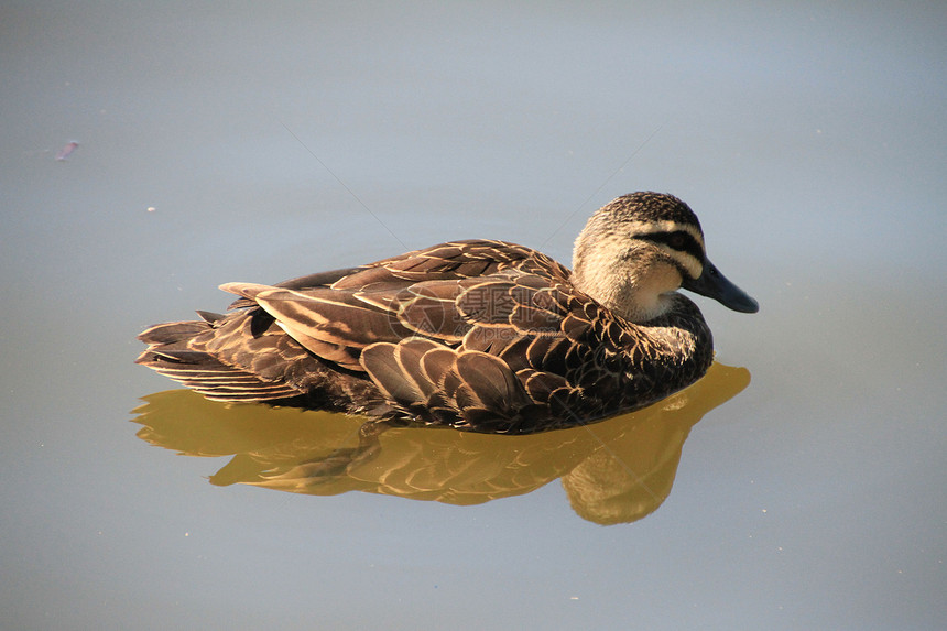 鸭子游泳荒野水禽野生动物动物羽毛棕色池塘图片