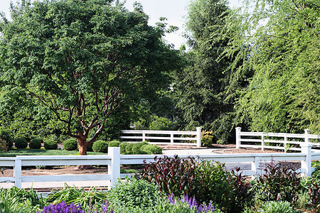 正式花园栅栏晴天花朵场景公园风景丹参植物照片栽培高清图片
