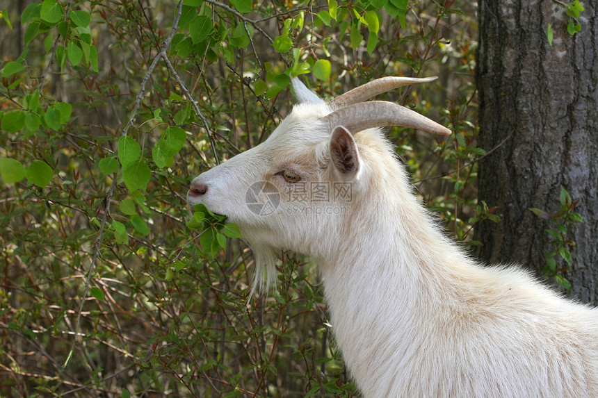 微型山羊白色库存野生动物哺乳动物家畜宠物历史性图片