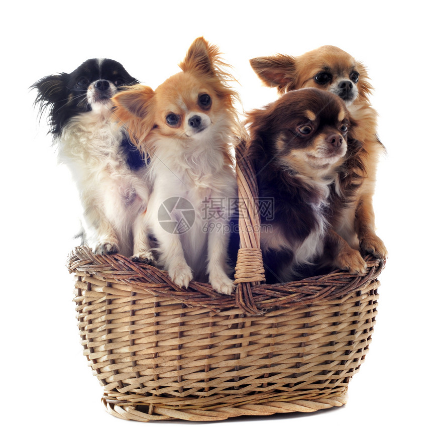 篮子里的吉娃娃动物团体宠物棕色伴侣犬类工作室白色图片