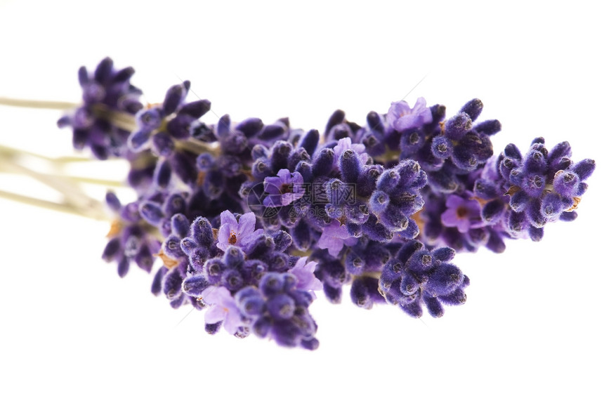 白色背景的紫色花朵芳香疗法温泉香水香味植物草本植物气味花园园艺图片