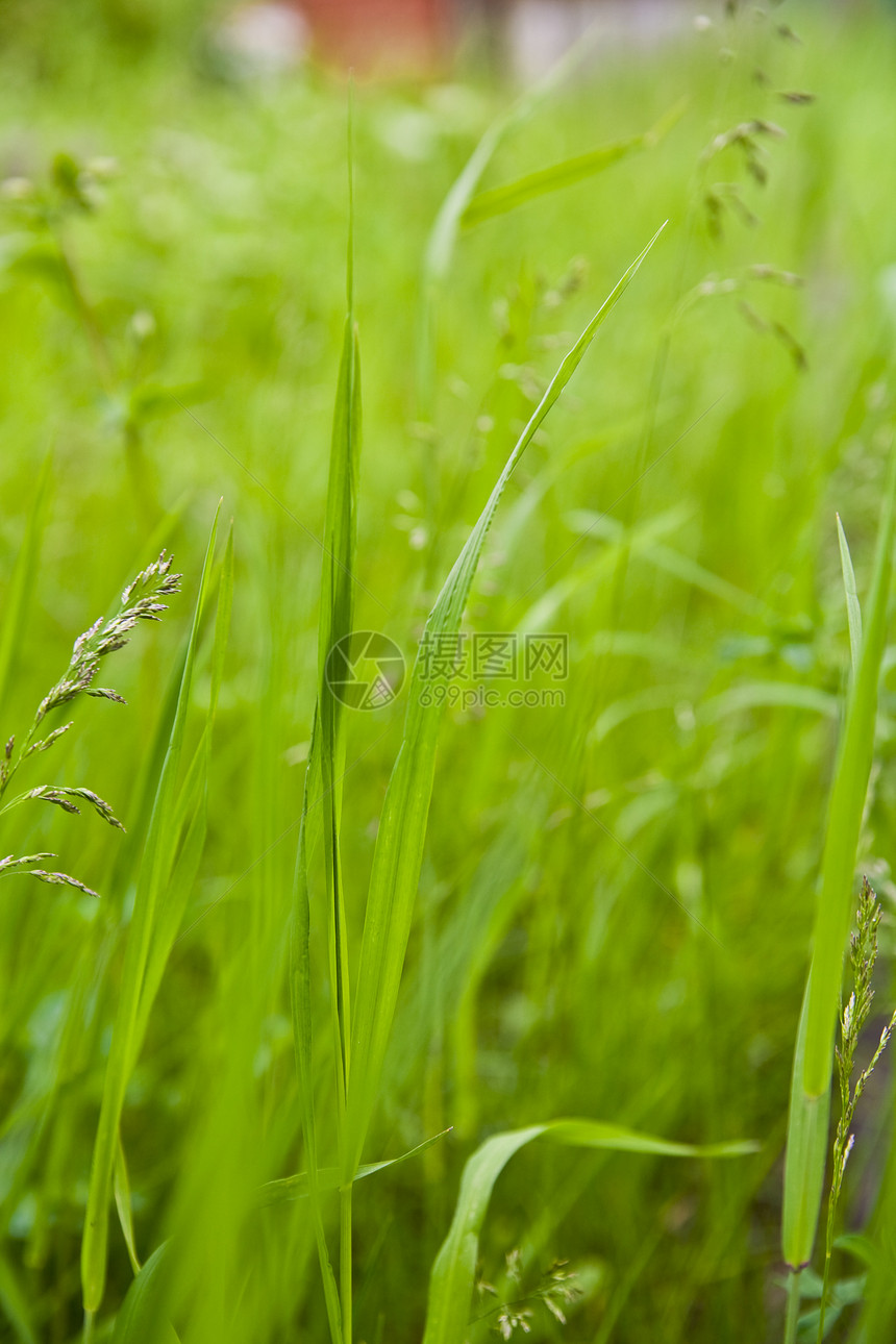 在模糊植被背景的绿色新鲜草叶上种植青绿新草片图片