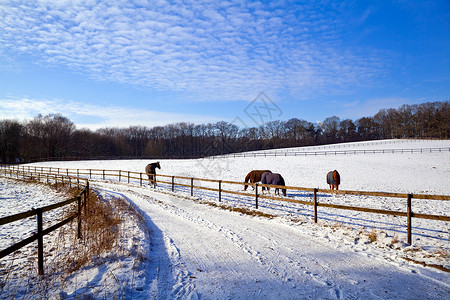 雪马带马匹的冬季牧场背景