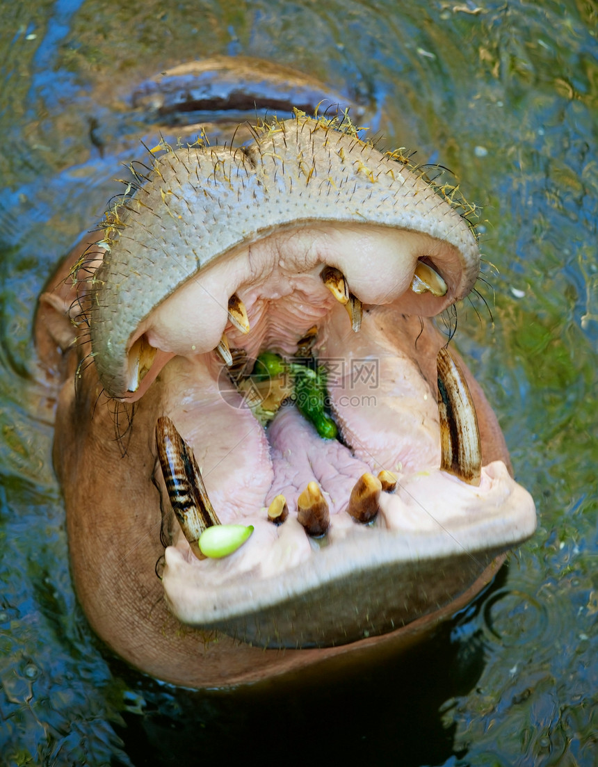 希波河马假期牙齿动物群动物园侵略皮肤动物身体獠牙图片