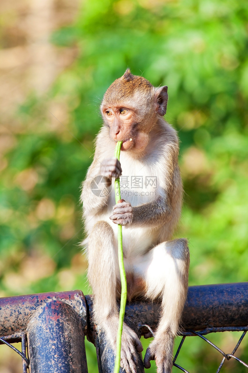 吃猴猴肉荒野婴儿猕猴生活动物香蕉生物水果动物园森林图片