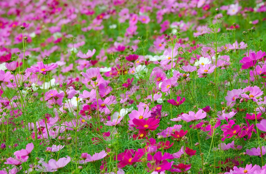 粉红花花植物学环境场地宏观植物群农场花瓣紫色公园花束图片