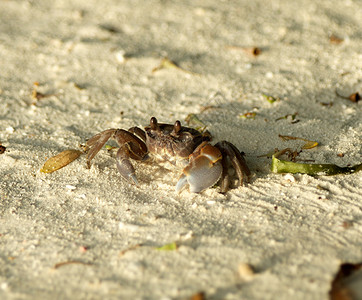 黑沙螃蟹正往上看背景图片